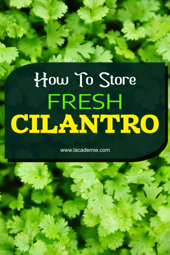 How To Store Fresh Cilantro