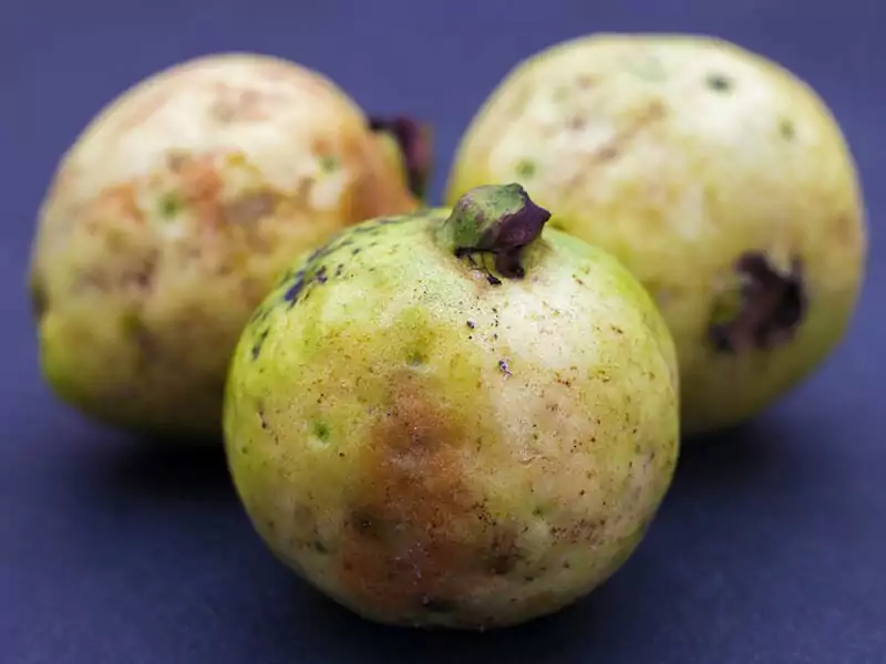 Rotten Guavas