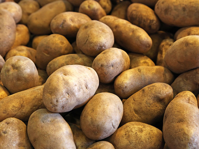 Russet Potatoes Right