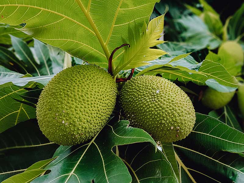 Compared To Jackfruit