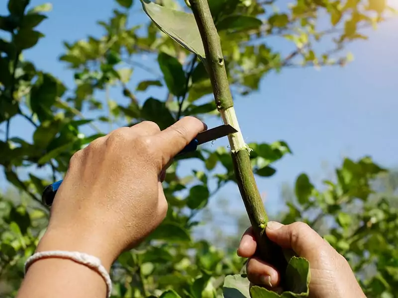 Cultivate Seedless Plants