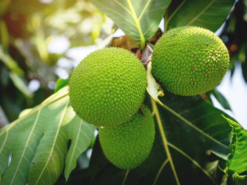 Jackfruit And Breadfruit