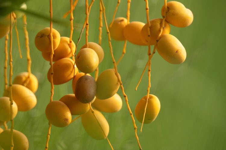 Dried vs. Fresh Dates: A Comprehensive Comparison