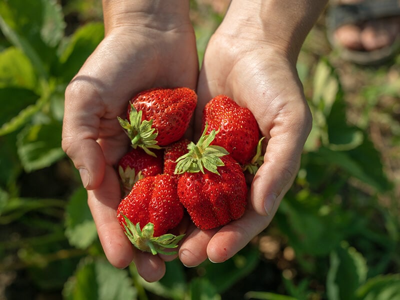 Multiple Berries