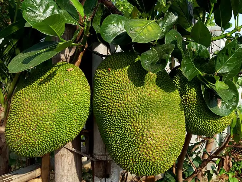 See Jackfruit Trees