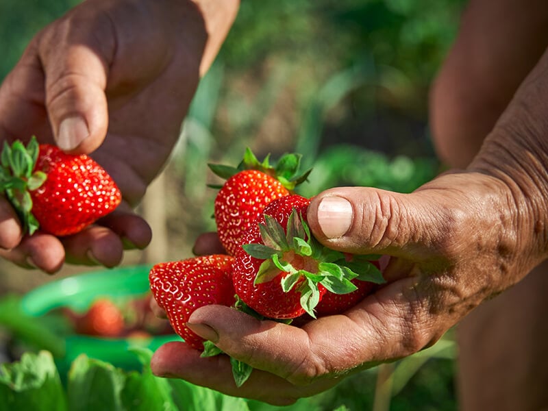 Strawberry Fruit 