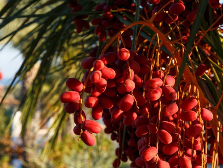 Dried vs. Fresh Dates: A Comprehensive Comparison