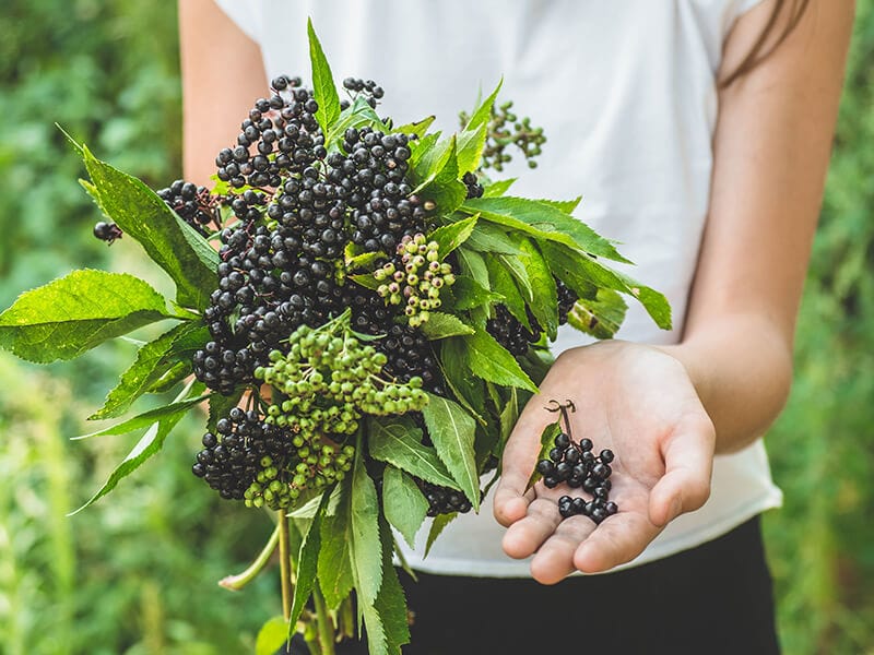 Appearance Of Elderberries