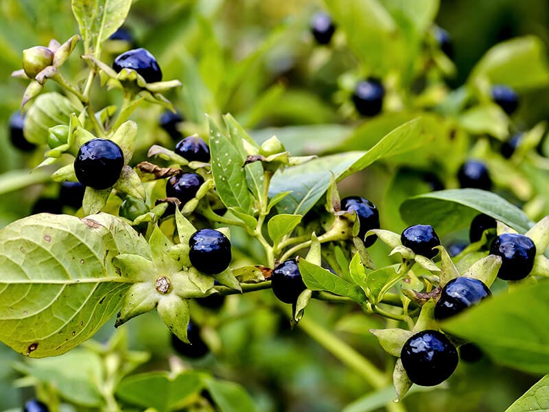 Belladonna Berries