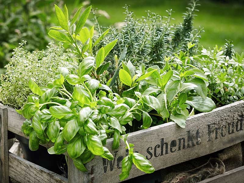 Herbs For Cooking Salmon 