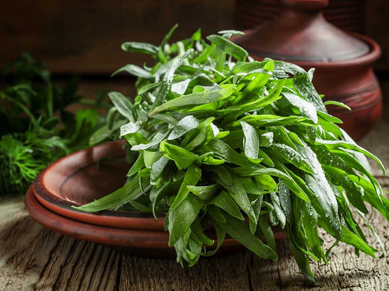 Tarragon Is Also Used