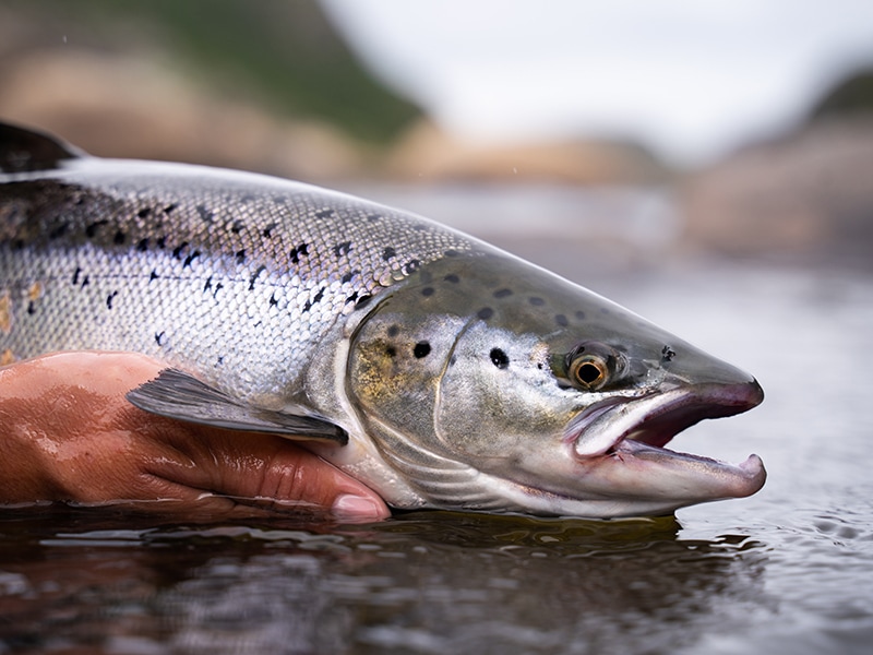 Atlantic Salmon