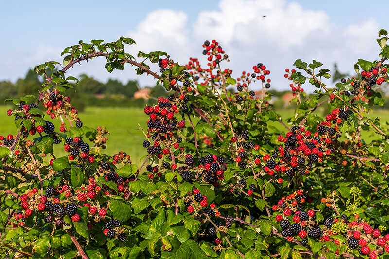 Blackberry Bush Edge Field