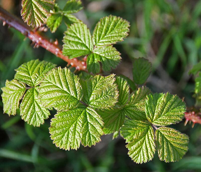 Blackberry Leaves