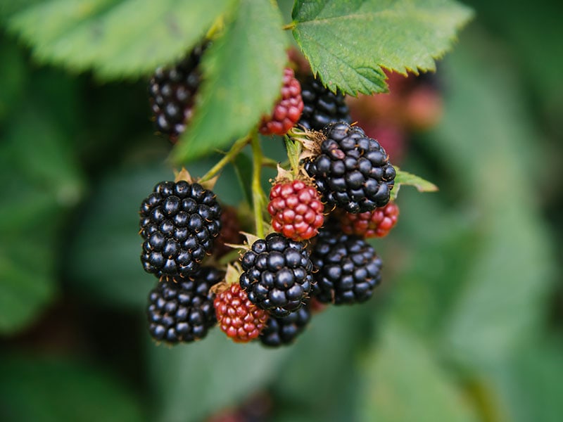 Blackberry Vs Mulberry