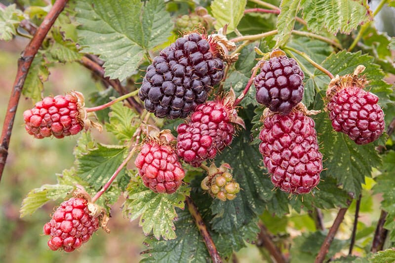 Boysenberry Bush Ripening Berrie