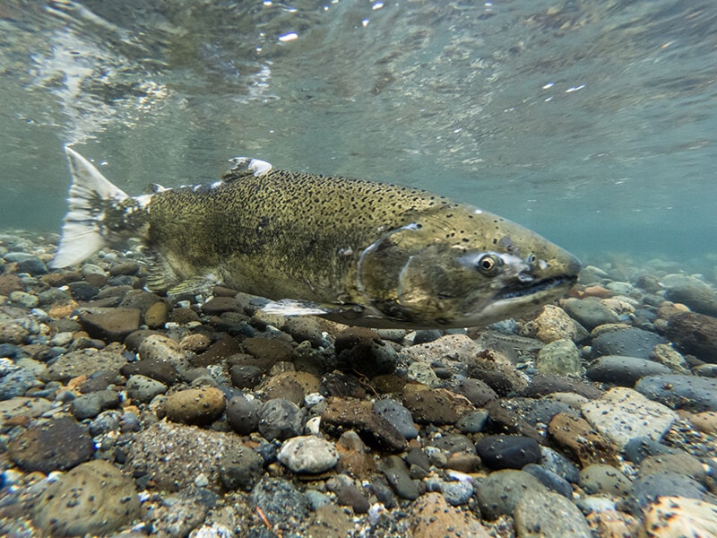 Chinook Salmon Fish