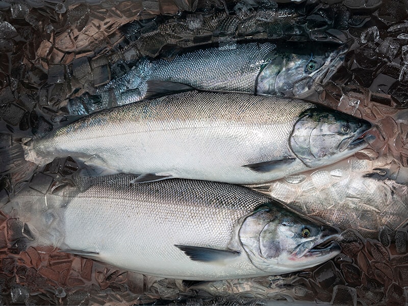 Coho Salmon Alaska