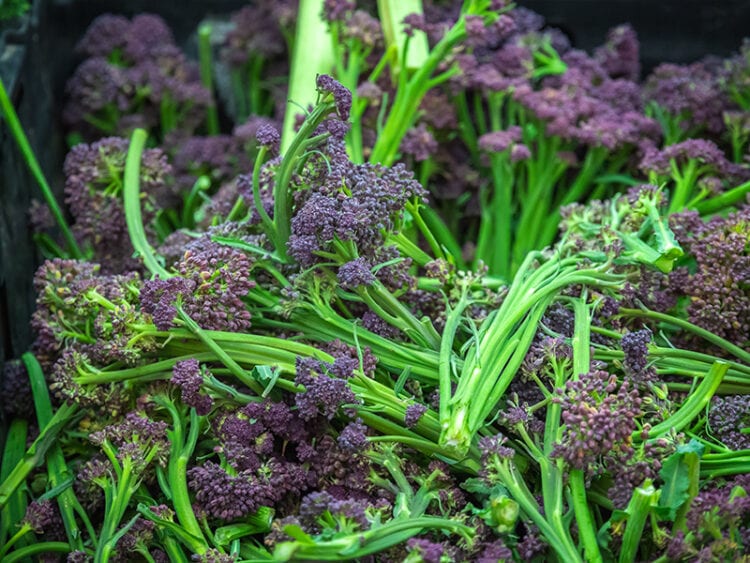 What Is Purple Broccoli? Everything You Need To Know