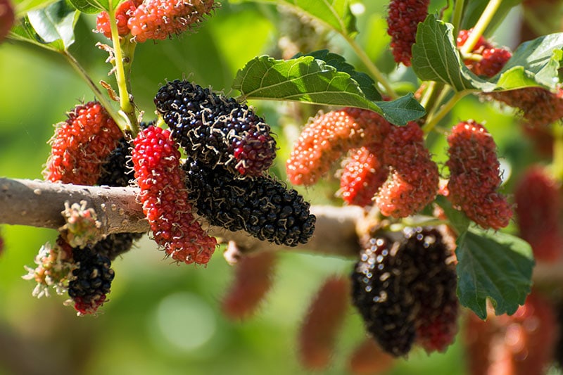 Fresh Ripe Mulberry Berries