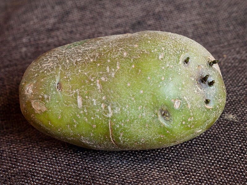 Green Potatoes