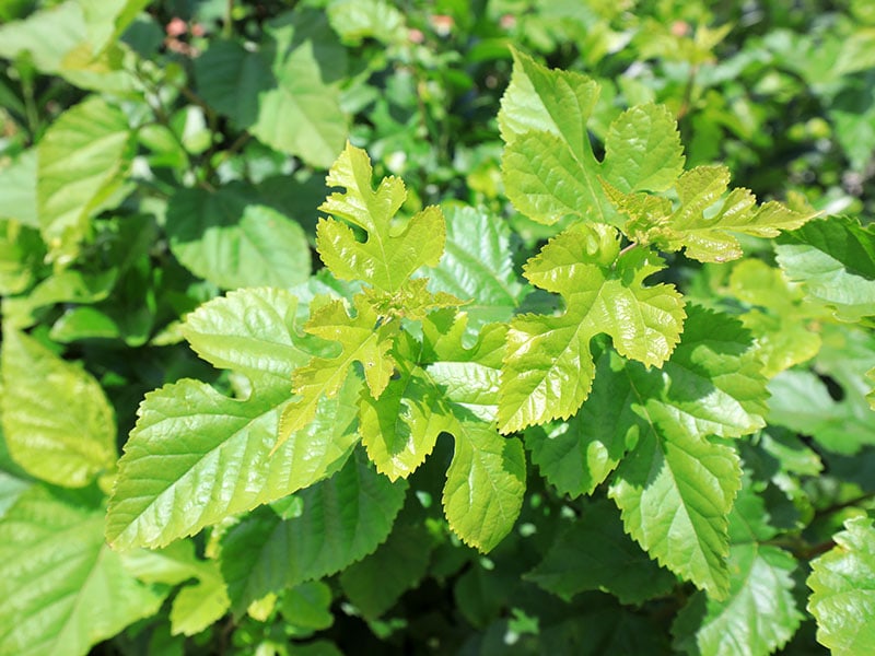 Mulberry Leaves Orchards