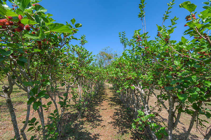 Mulberry Tree Organic Farm