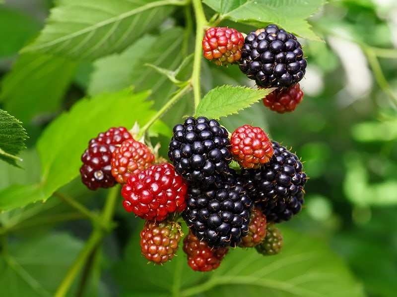 Ripe Unripe Blackberries