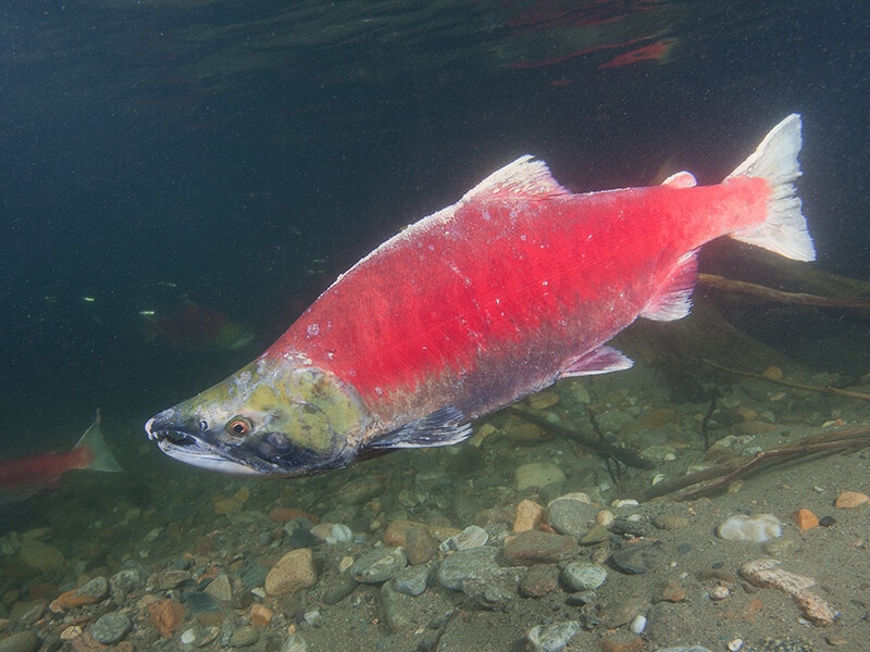 Sockeye Salmon