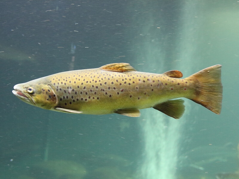 Atlantic Salmon In Ocean