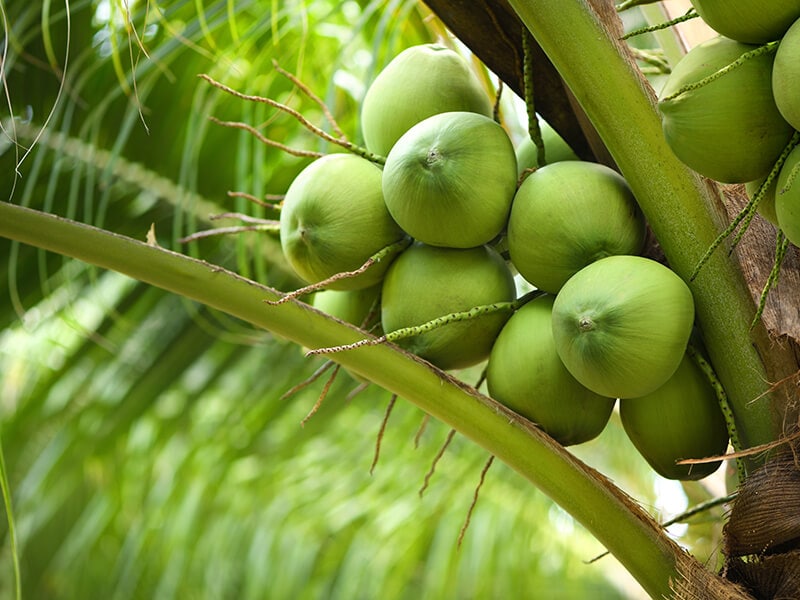 Coconut Fruits On Tree