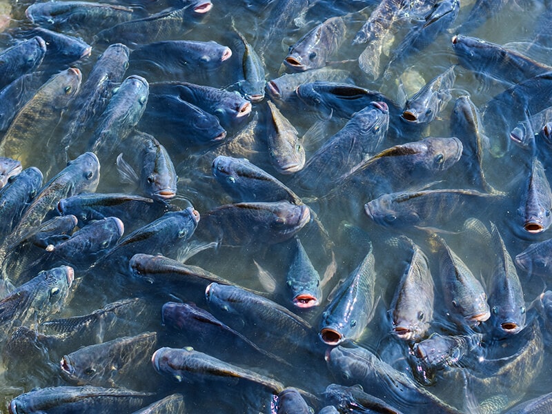 Commercialized Farmed Tilapia