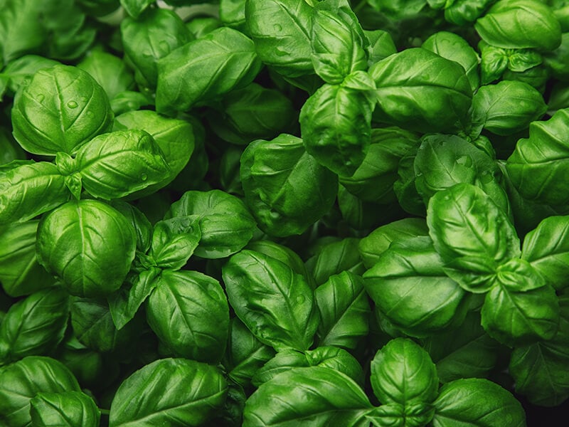 Fresh Basil Background Green