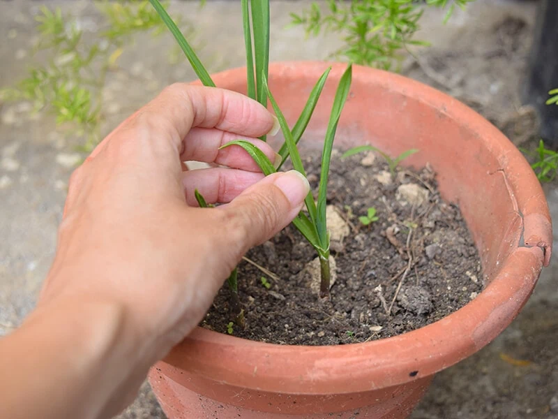 Garlic Plants