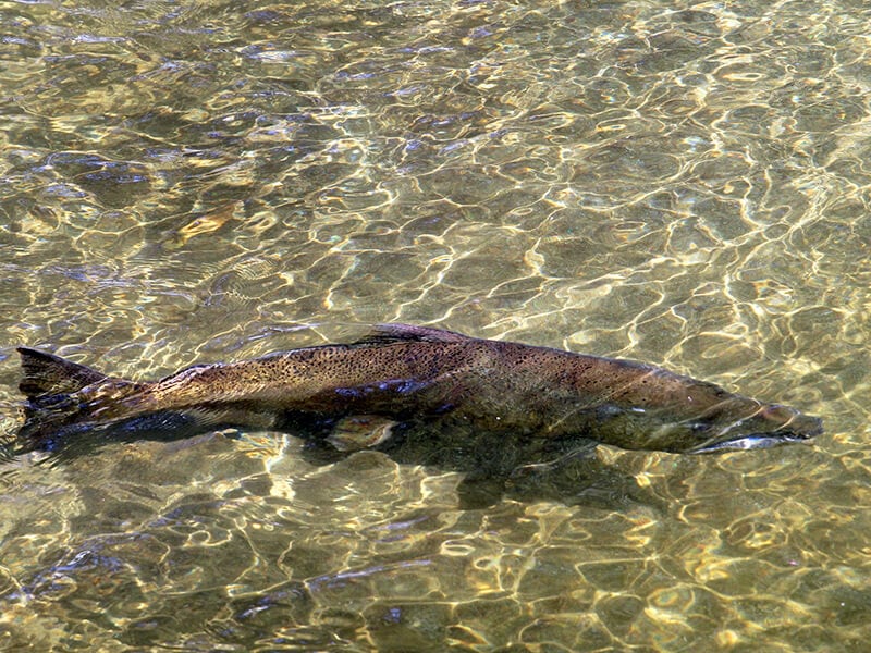 King Salmon In River