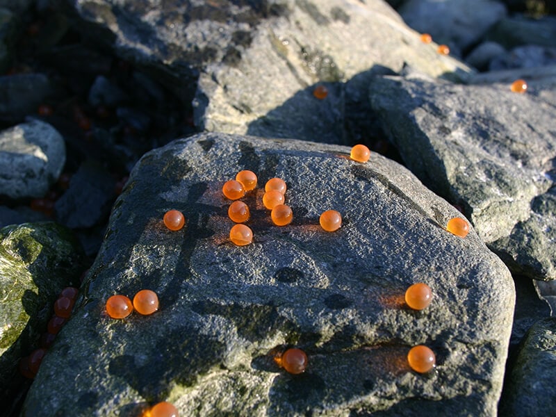 Pink Salmon Roe