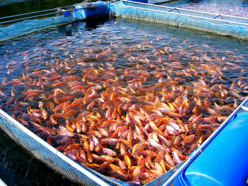 Red Filapia Fish