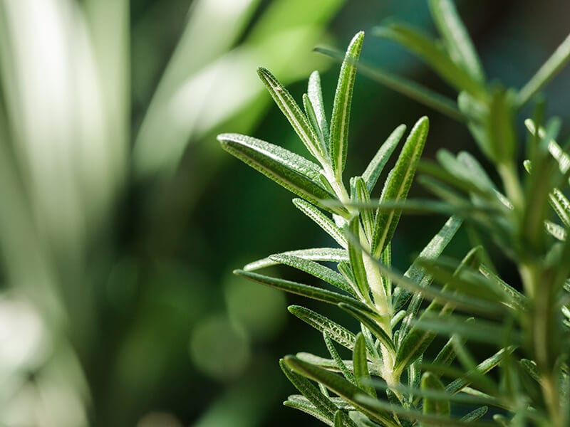 Rosemary Herb Leaves