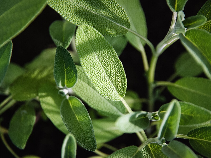 Sage Herb Garden