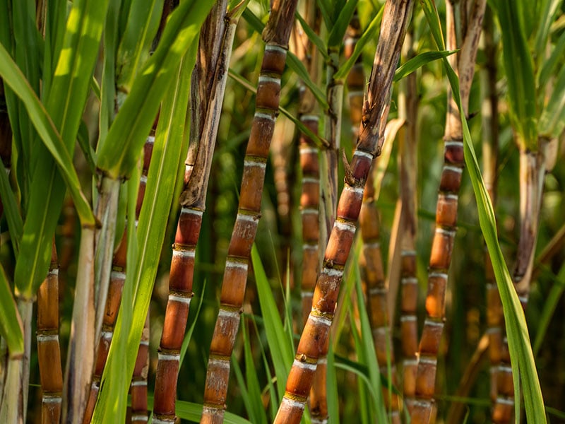 Sugarcane Planted