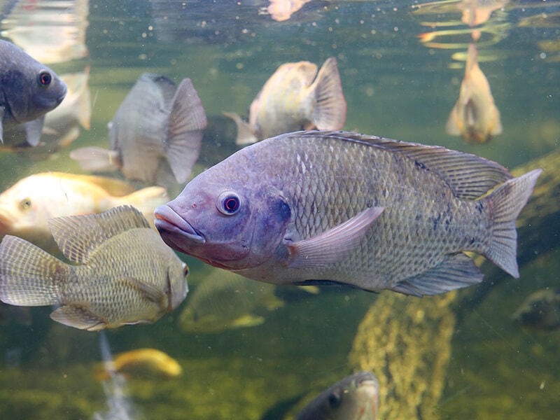 Tilapia Fish Swimming