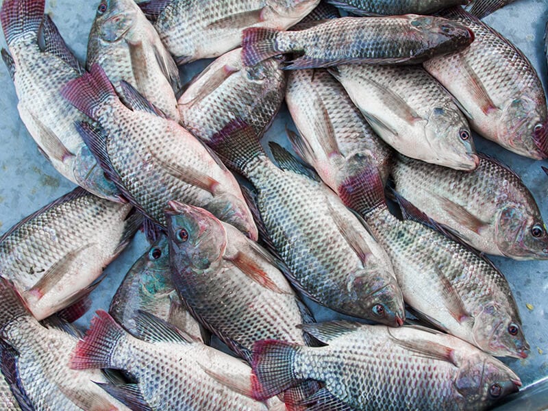 Tilapia Fishes Fresh Market