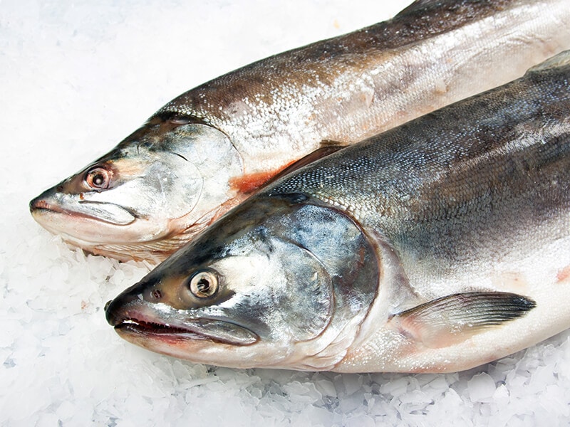Two Atlantic Salmon