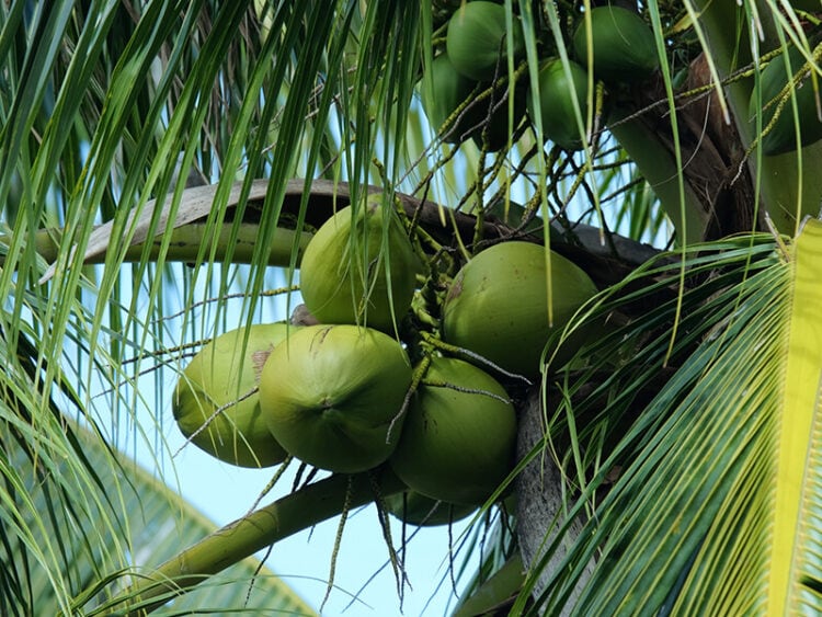 How Long Does Coconut Water Last? Storage Tips for 2024