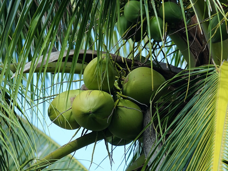 Virgin Coconut Water