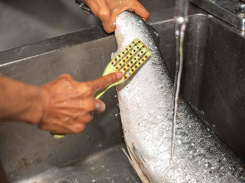 Washing Salmon Fish