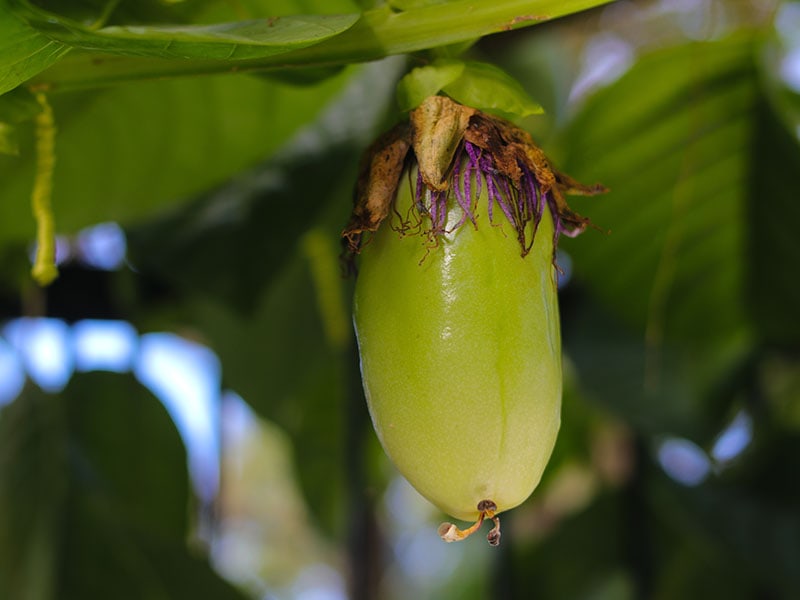 Barbadine Fruit