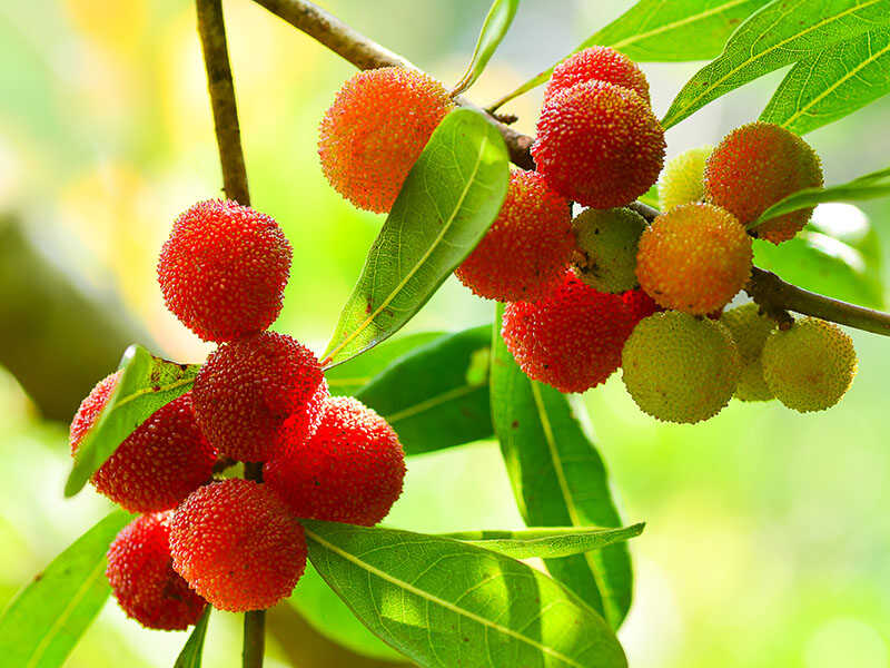 Bayberry Fruits