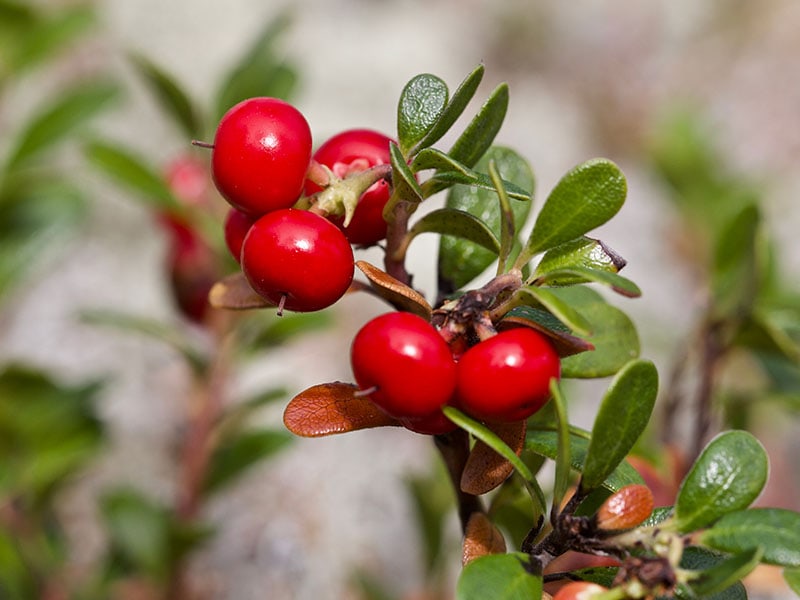 Bearberry Fruit