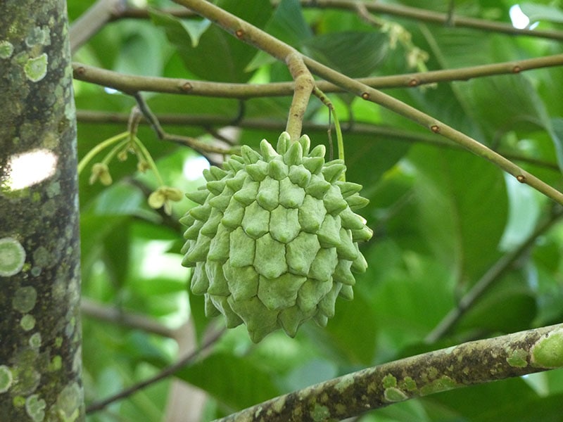 Biriba Fruit